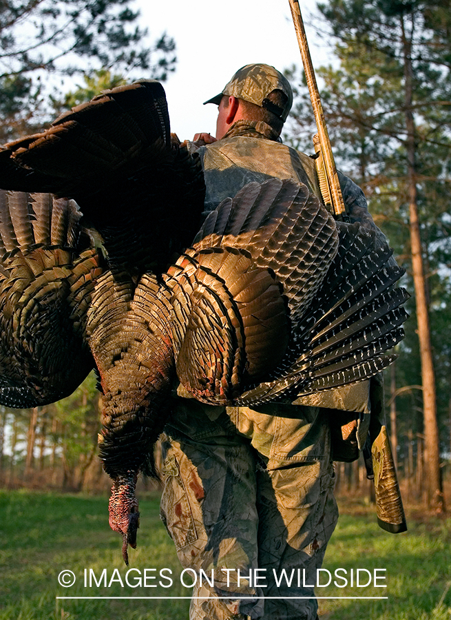 Turkey hunter in field with bagged turkey.