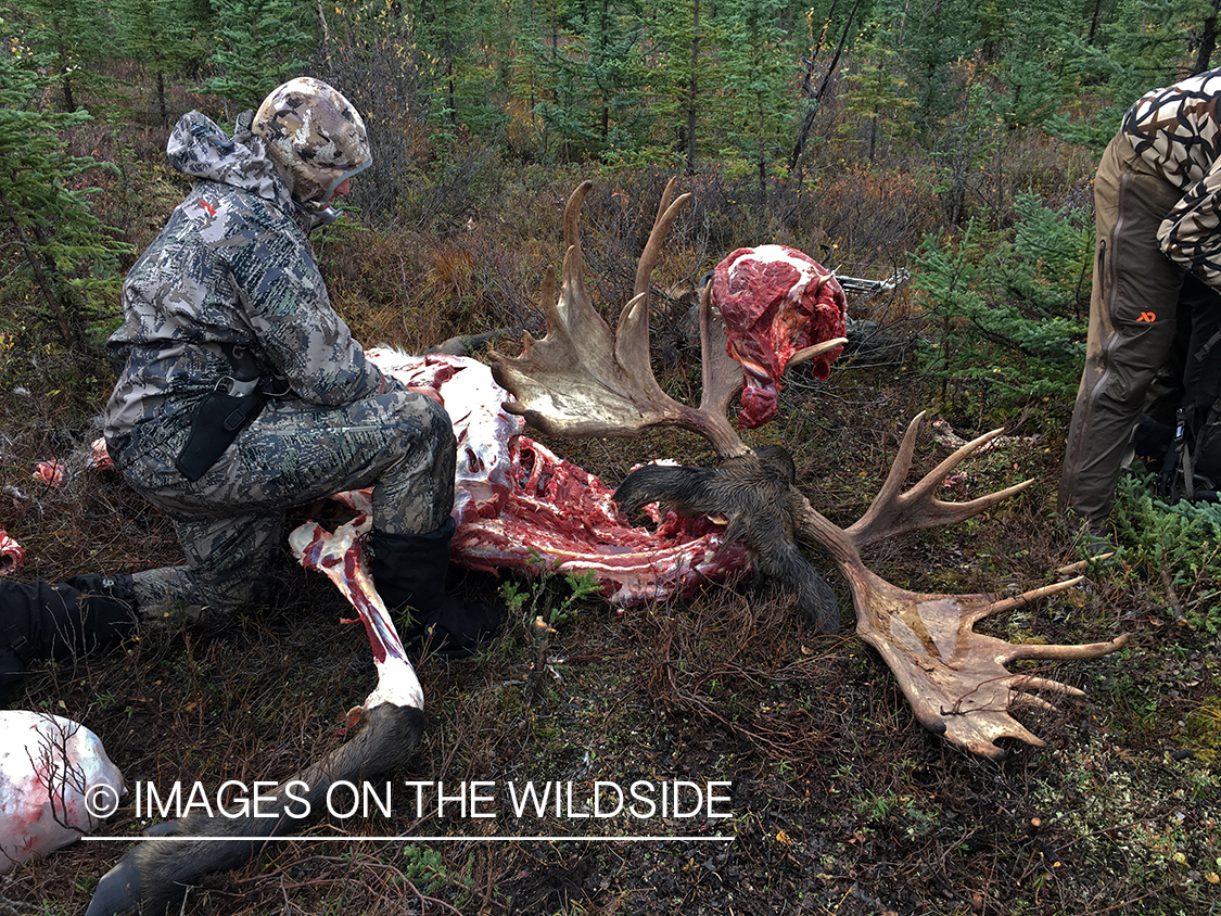 Hunter butchering Alaskan moose in field. 