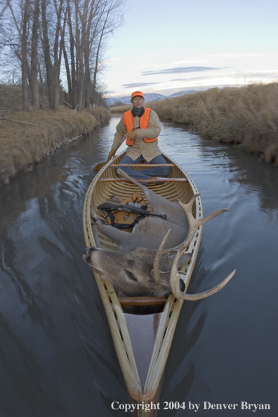 Woman big game hunter paddling canoe with bagged white-tailed deer in bow.