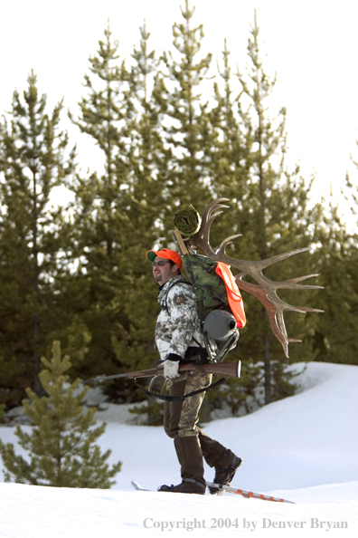 Big game hunter packing elk rack out on snowshoes.