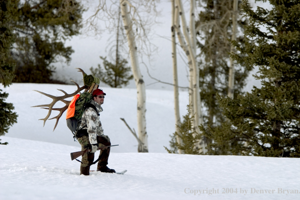 Big game hunter packing elk rack out on snowshoes.