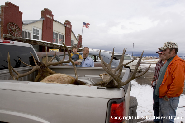 Father and son checking out field dressed bull elk and mule deer in back of truck.