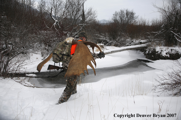 Moose hunter in field