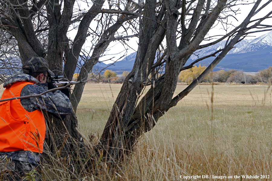 Hunter tracking moose.