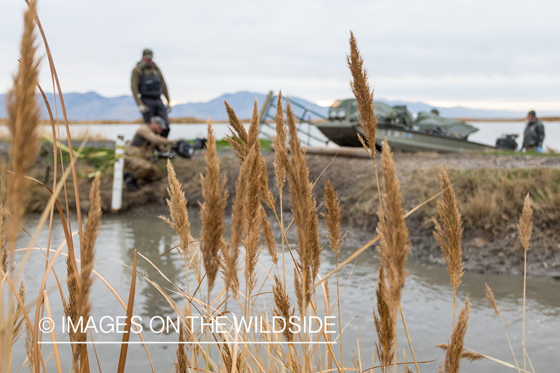 Hunting Tundra Swans and Ducks in Bear River region in Utah.