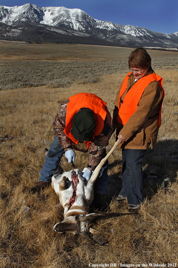 Field dressing pronghorned buck.