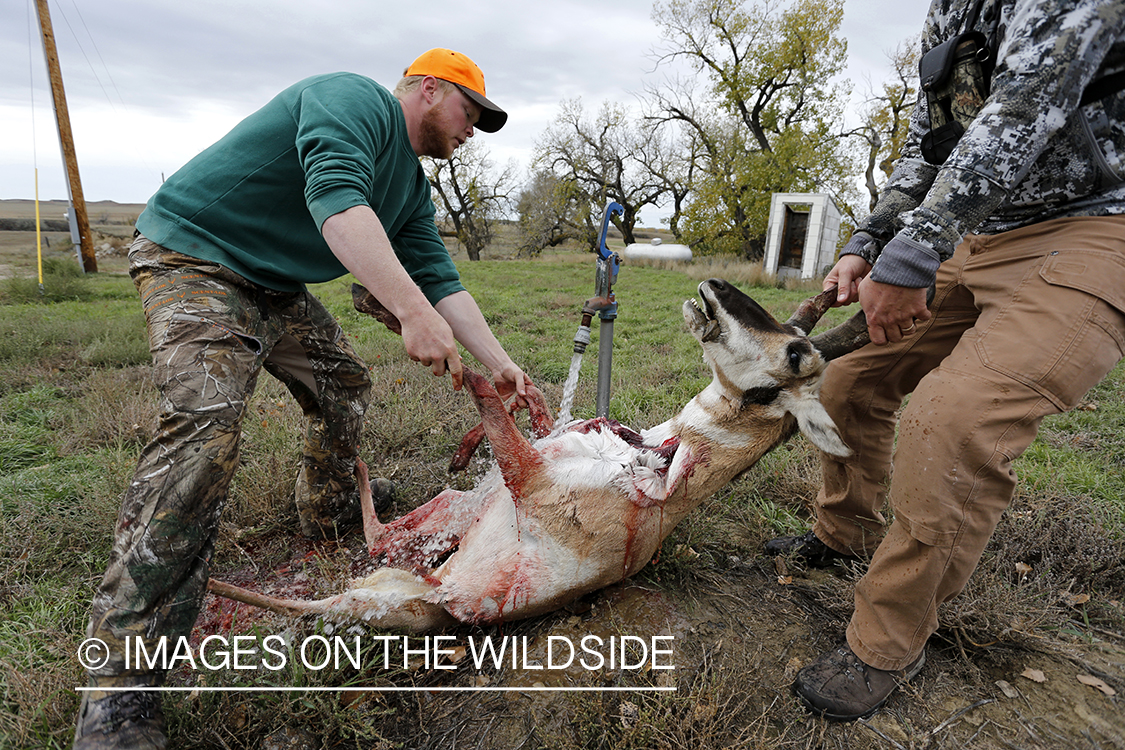 Hunters washing out field dressed antelope.