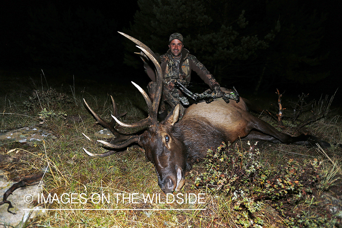 Hunter with down bull elk. 