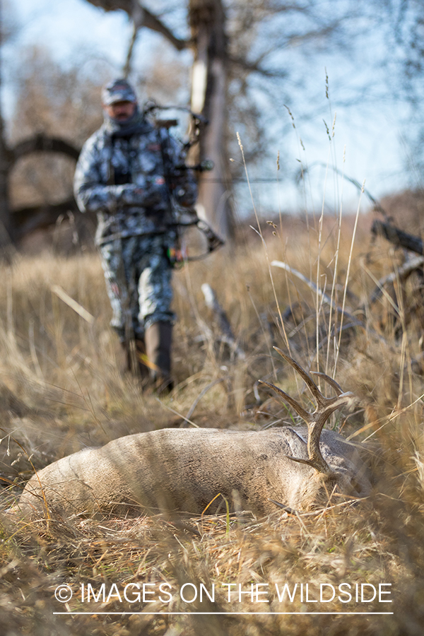 Bow hunter approaching downed white-tailed deer.