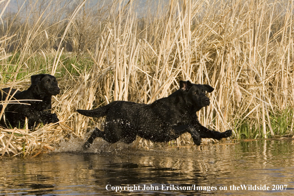 Black Labrador Retrievers