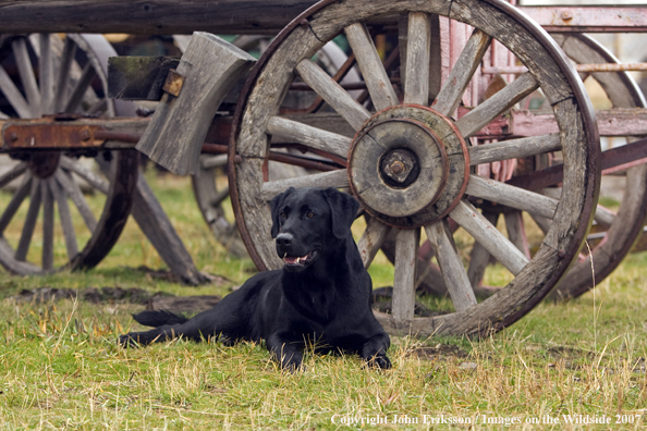 Black Labrador Retriever in field