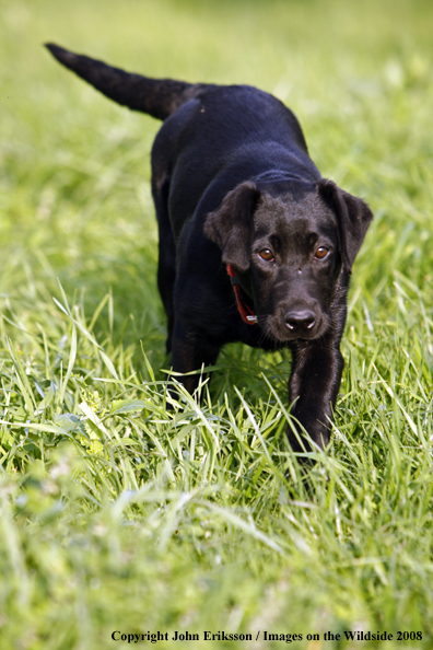 Black Labrador Retriever in field