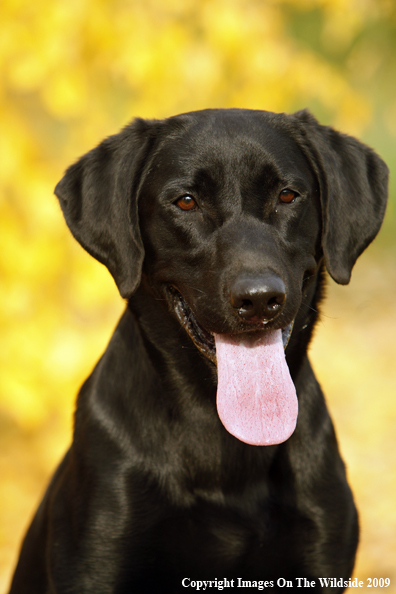 Black Labrador Retriever