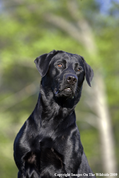 Black Labrador Retriever in field