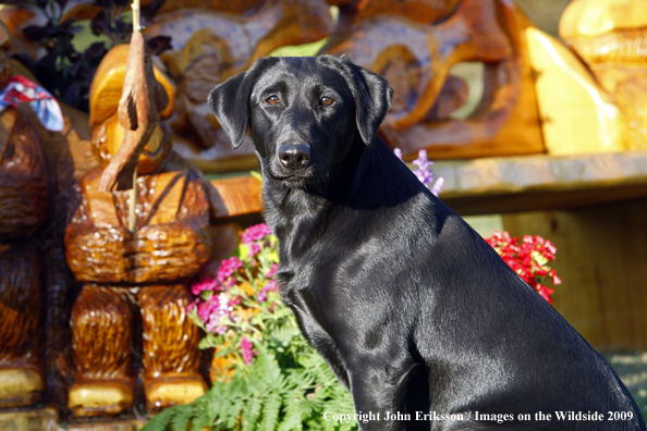 Black Labrador Retriever in yard