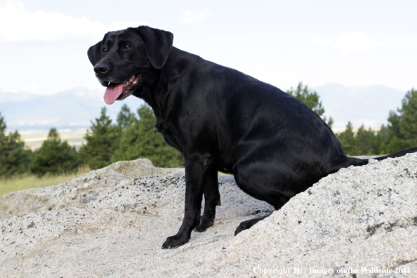 Black Labrador Retriever.