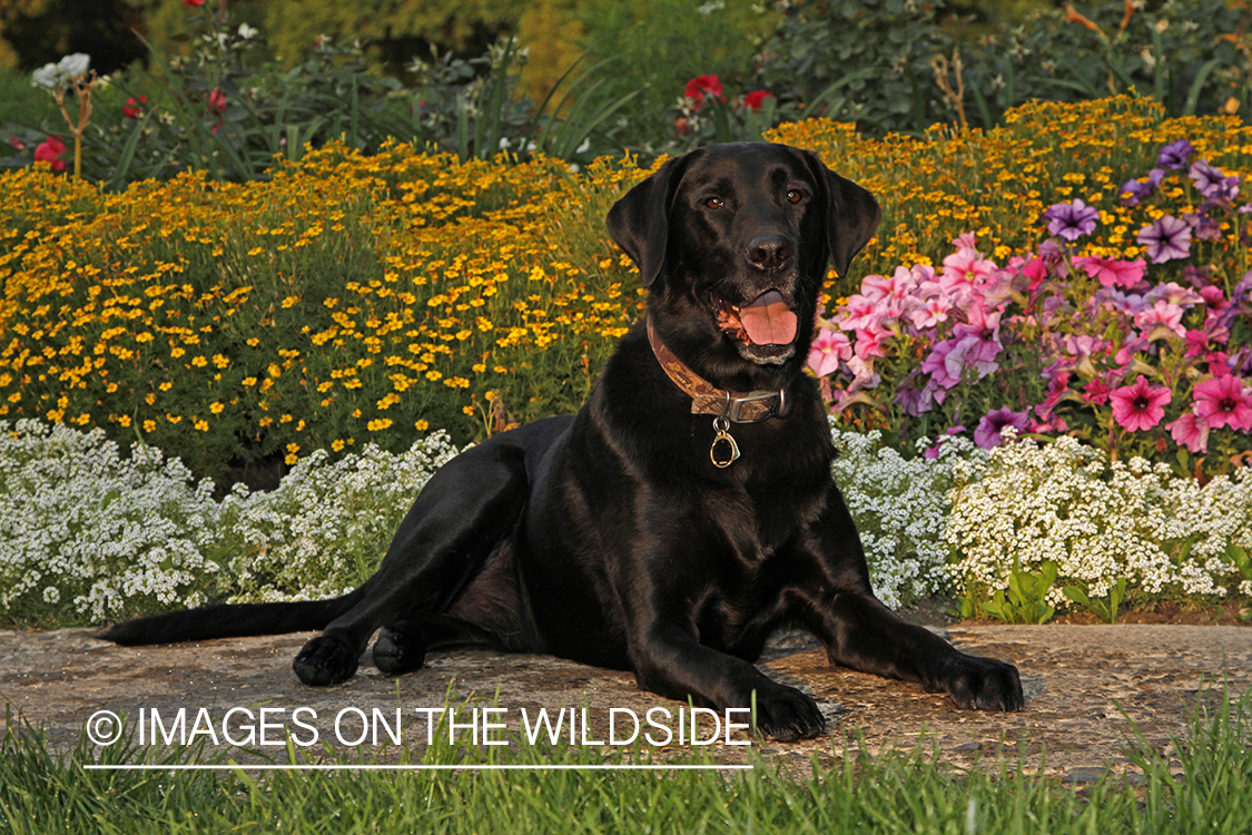 Black Labrador Retriever