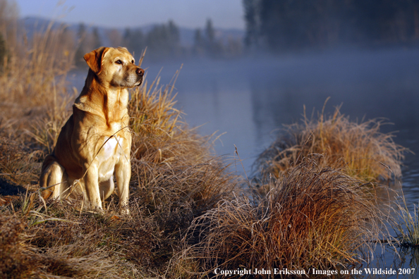 Yellow Labrador Retriever in field