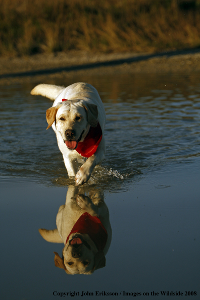 Yellow Labrador Retriever in field