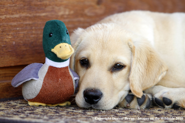 Yellow Labrador Retriever Puppy with toy