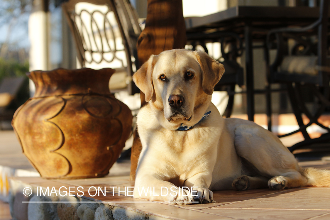 Yellow lab on deck.