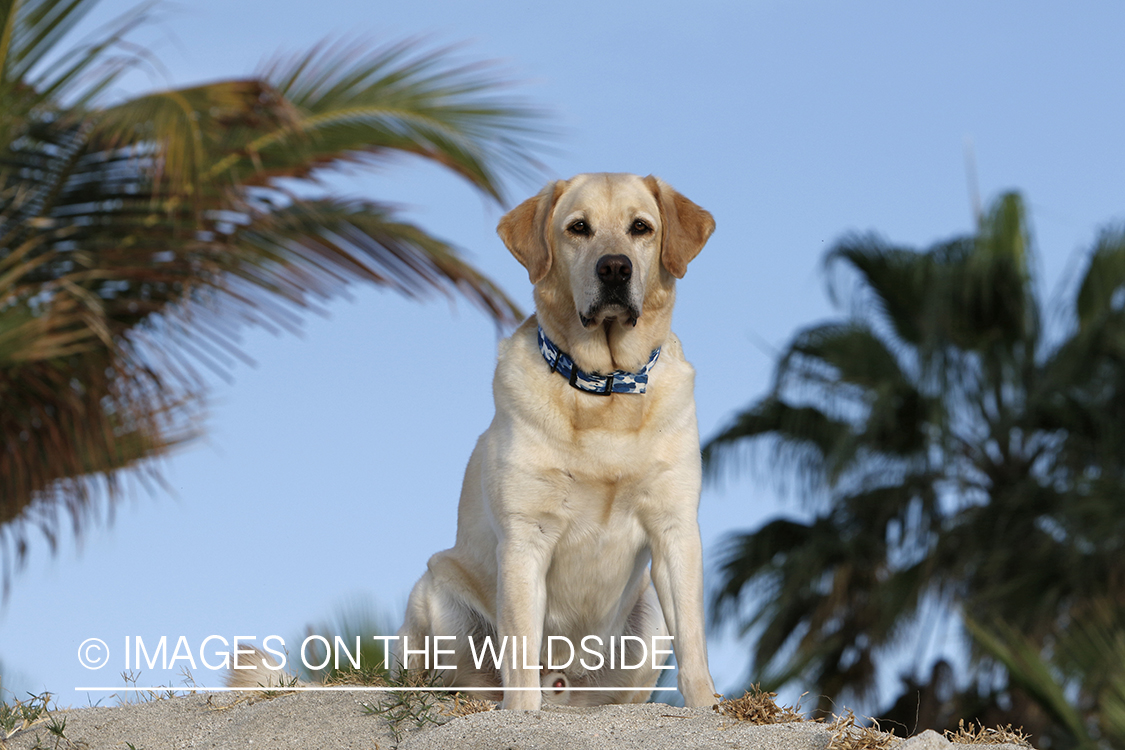 Yellow lab sitting on sand looking out.