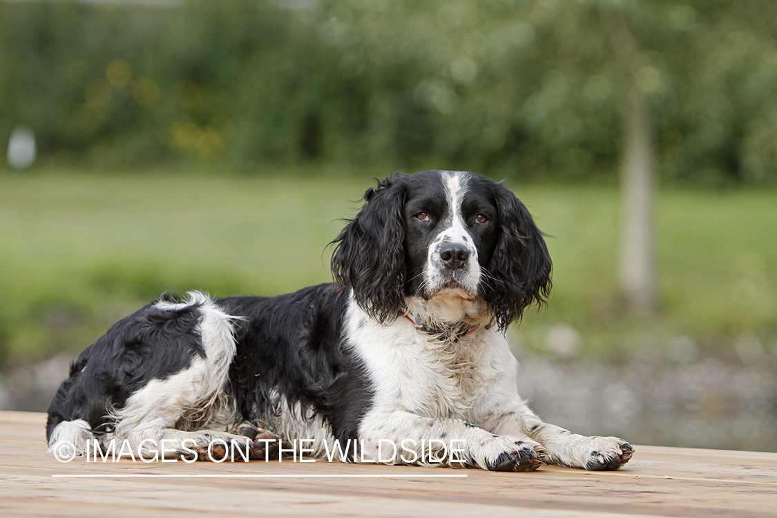 English Springer Spaniel