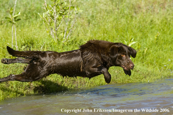 Chocolate Labrador Retriever