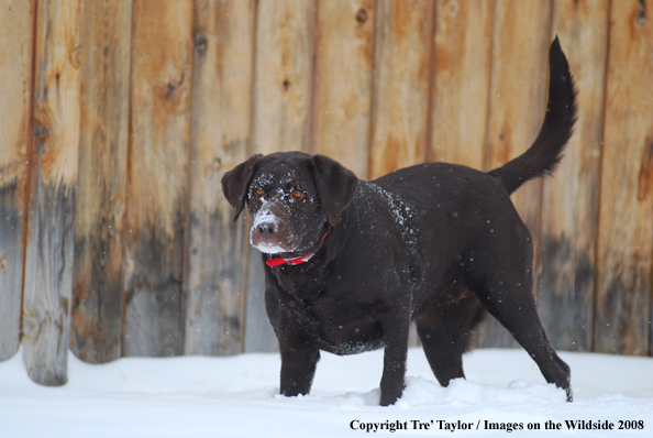 Chocolate labrador retriever