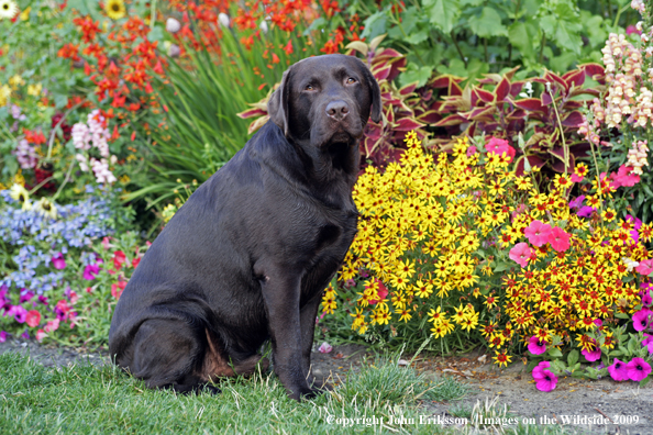 Chocolate Labrador Retriever 