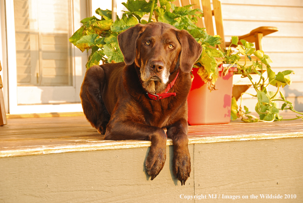 Chocolate Labrador Retriever