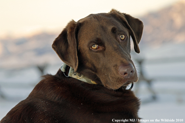 Chocolate Labrador Retriever