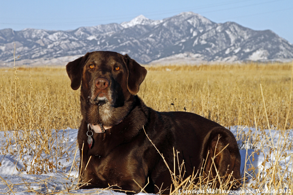 Chocolate Labrador Retriever in winter. 