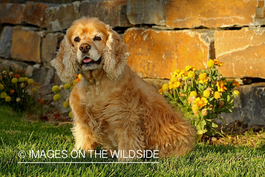 Cocker Spaniel in front of flowers.