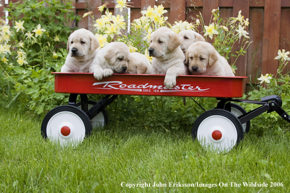 Yellow Labrador Retriever puppies.