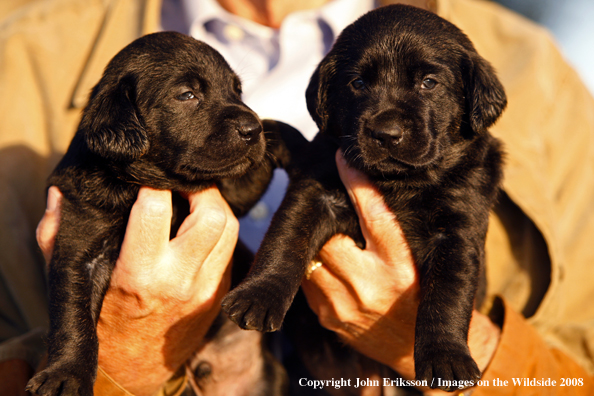 Black Labrador Retriever pups