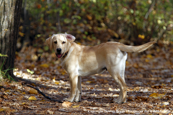 Yellow Labrador Retriever puppy