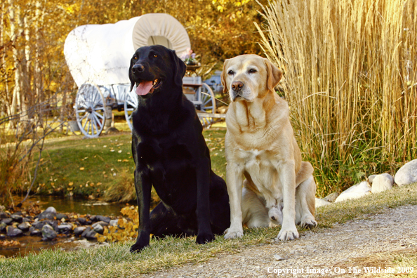 Yellow and Black Labrador Retrievers