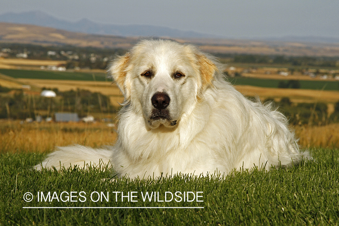 Great Pyrenees