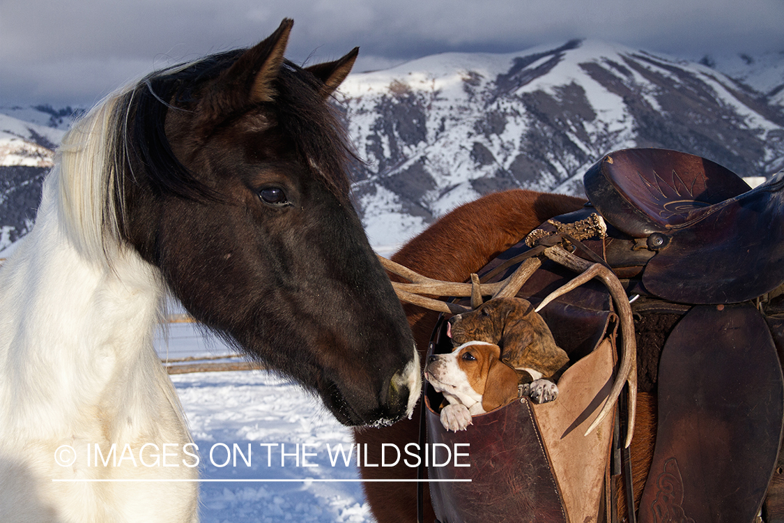 Treeing Walker Hound Puppies in saddle bag with horse.