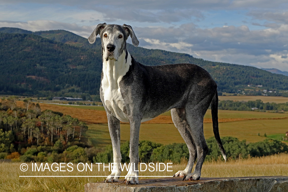 Great Dane on rock.