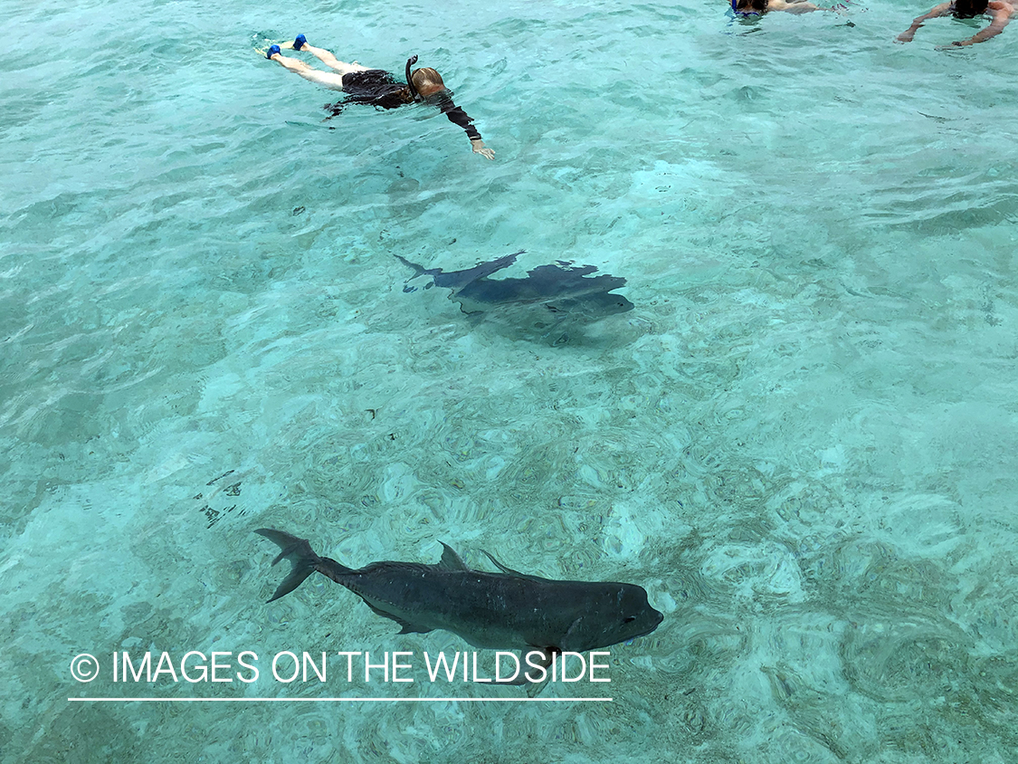 Snorkeling with giant trevally.