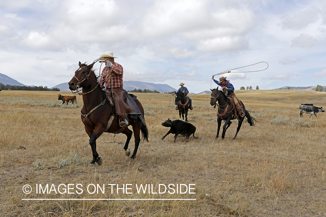 Coyboys and cowgirls herding cattle to be branded.