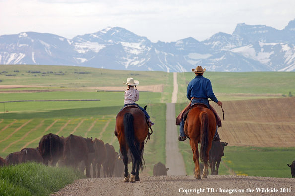 Father and daughter driving cattle