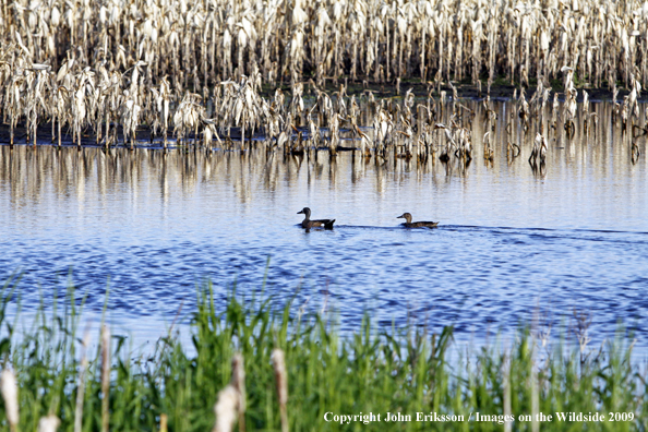 Blue-winged Teal pair on flooded corn field near wetlands