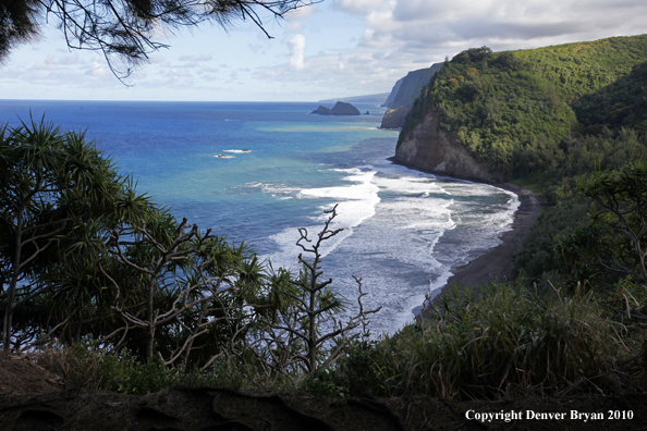 Beach on The Big Island, Hawaii.