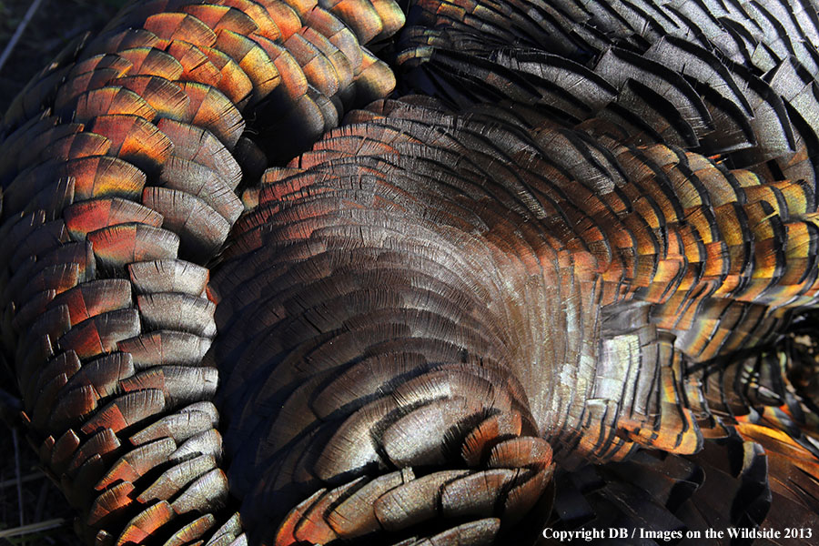 Merriam Turkey feathers.