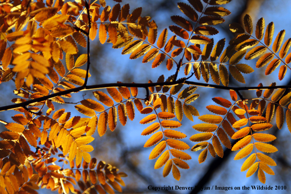 Autumn Vegetation