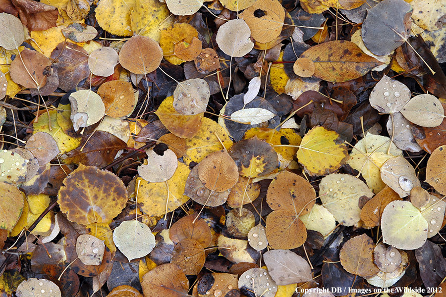 Aspen leaves on ground.