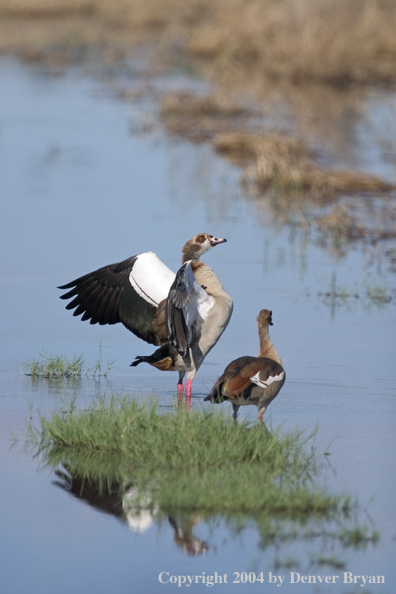 Egyptian goose displaying.  Africa.